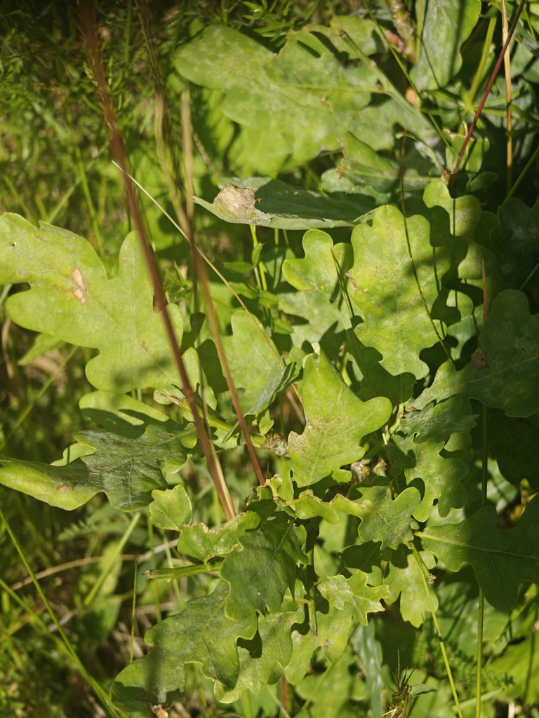 Quercus robur