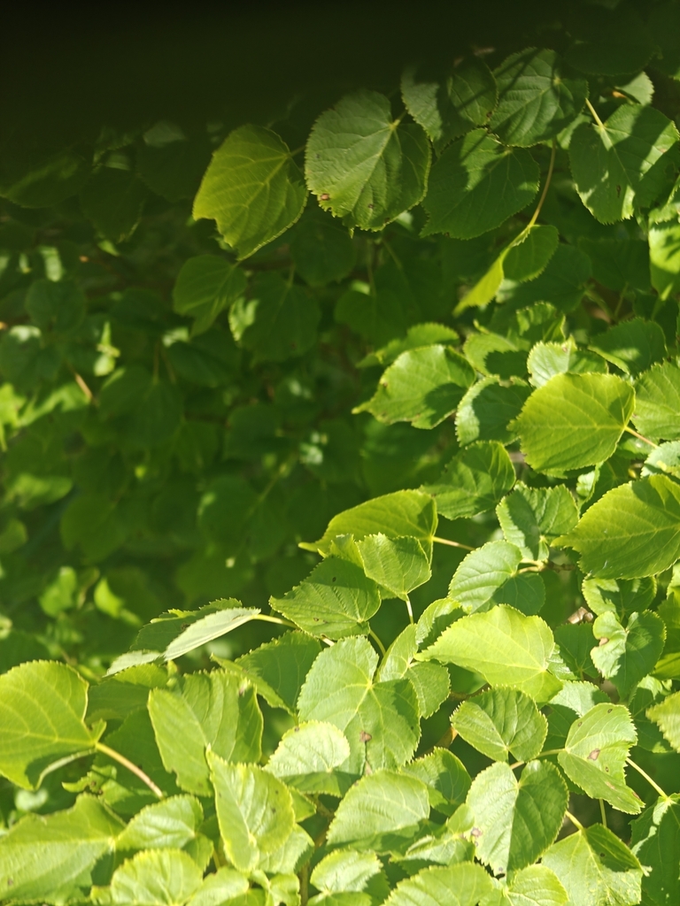 Tilia cordata