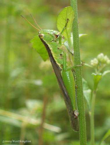 Spine-kneed Grasshopper