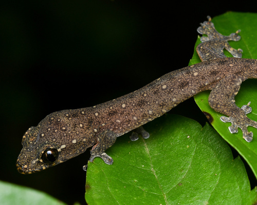 Common Four-clawed Gecko