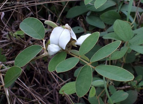 Tephrosia vestita