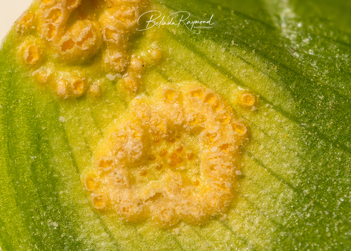 Puccinia myrsiphylli (Thüm.) G.Winter