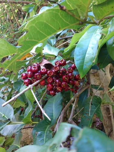 atoto (Syzygium thompsonii)