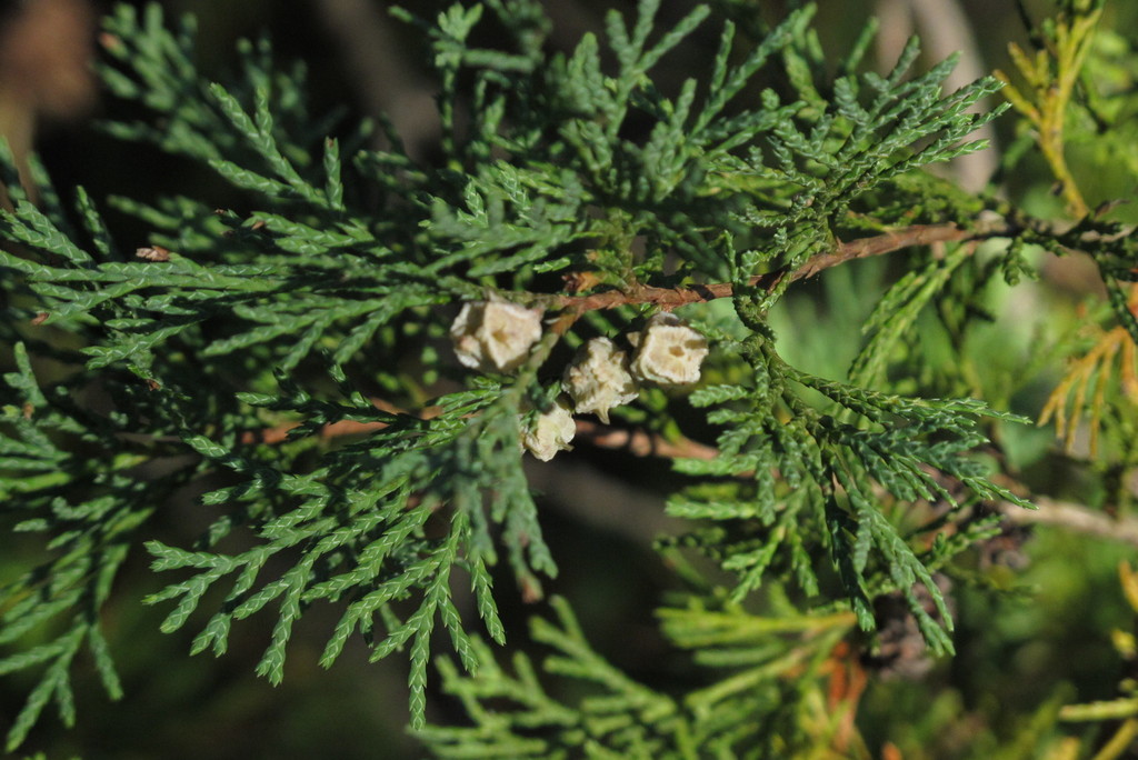 Chamaecyparis thyoides