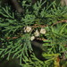 Atlantic White Cedar - Photo (c) Milo Pyne, all rights reserved