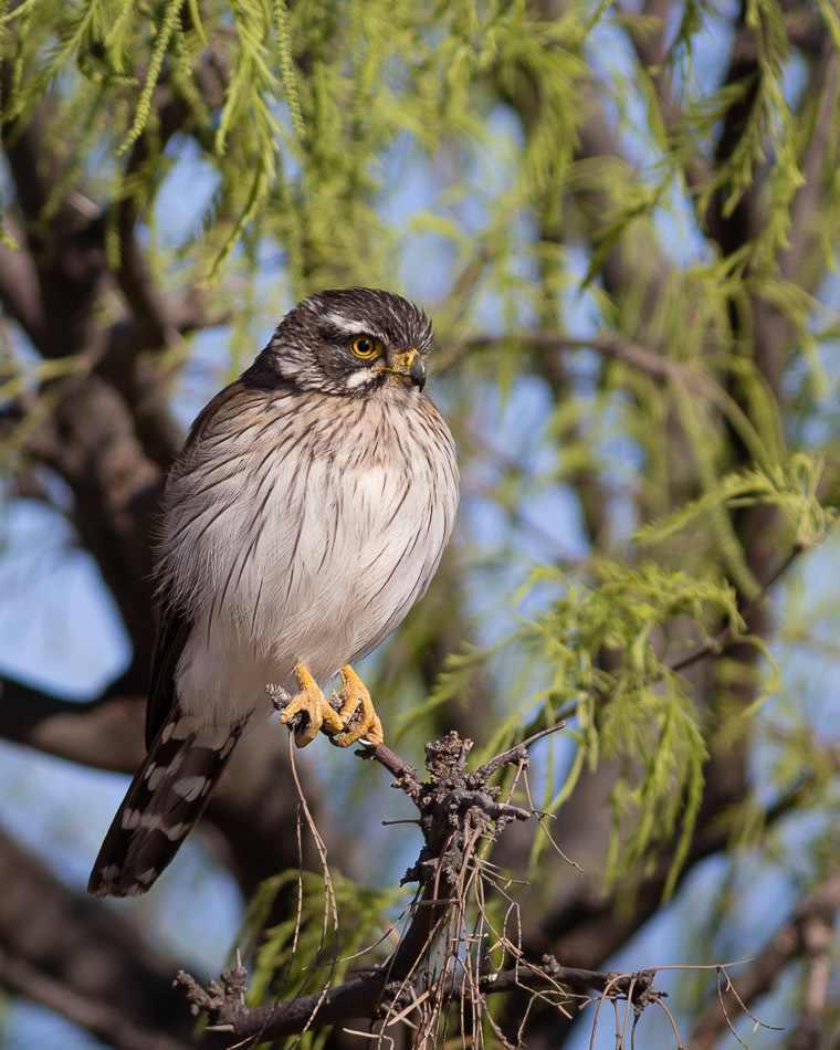 Spot-winged Falconet (Spiziapteryx circumcincta) photo