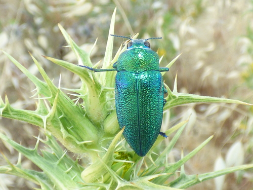 Perotis unicolor