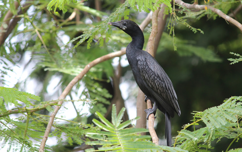 Little Cormorant in the wild — India wildlife
