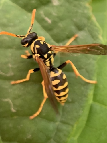 European Paper Wasp