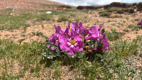 Dwarf Trumpet-flower