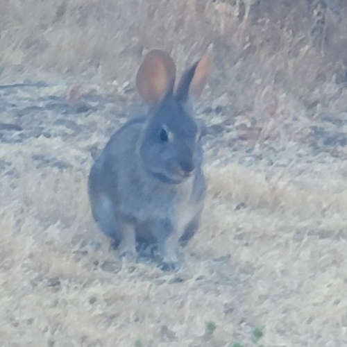 iNaturalist observation photo of Brush Rabbit