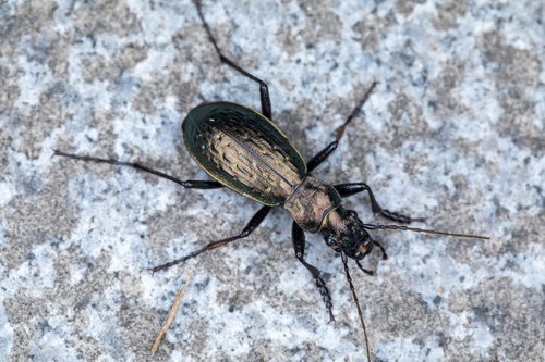 Carabus taibaishanicus