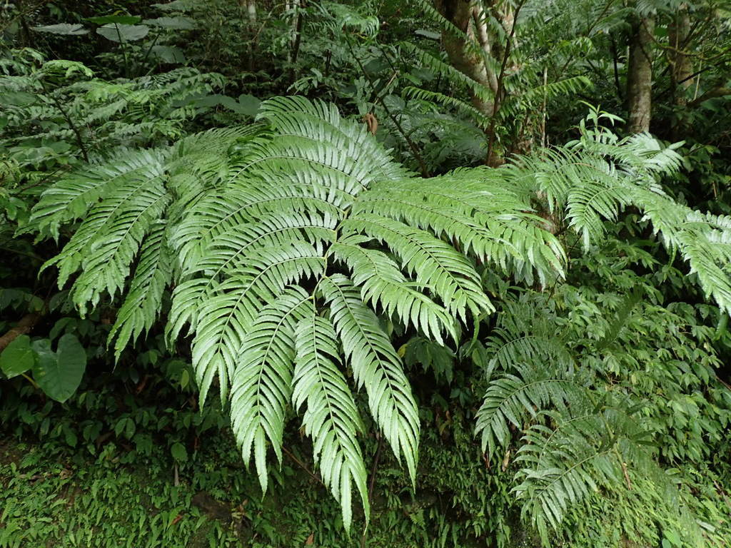 Angiopteris lygodiifolia (Angiopteris lygodiifolia)