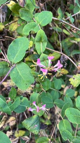 iNaturalist observation photo of Pink Honeysuckle