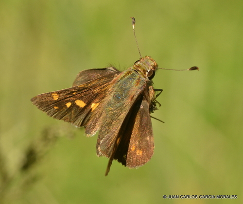 Mexican Umber Skipper