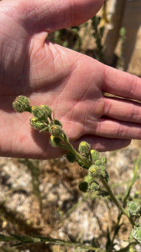 iNaturalist observation photo of tarweeds
