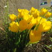 Sternbergia - Photo (c) Louis Clouet, all rights reserved, uploaded by Louis Clouet