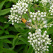 Goldenrod Soldier Beetle - Photo (c) jawinget, all rights reserved, uploaded by jawinget