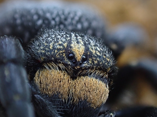 Eresus sedilloti
