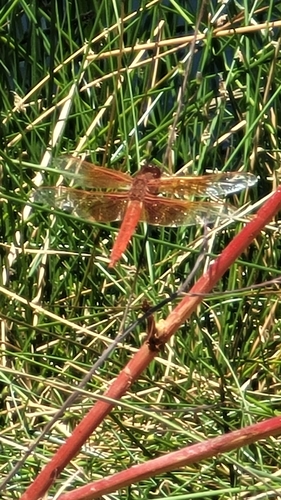 iNaturalist observation photo of Flame Skimmer