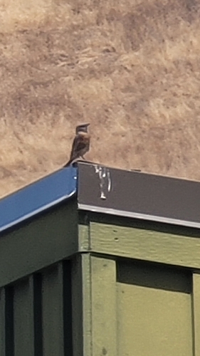 iNaturalist observation photo of Birds