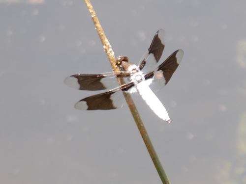 iNaturalist observation photo of Common Whitetail