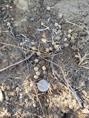 Pygmy Rabbit observed by sljcarson