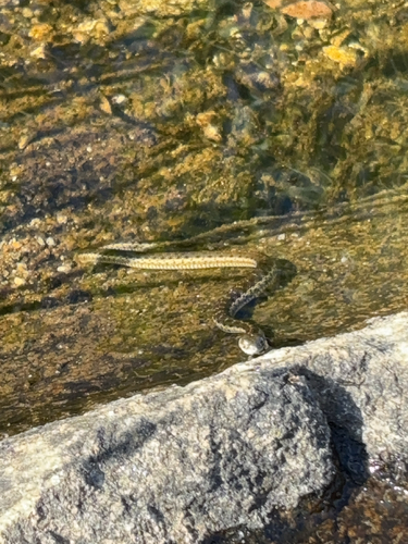 iNaturalist observation photo of Sierra Garter Snake