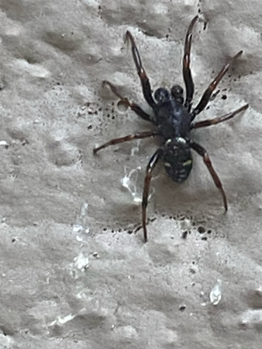 Ant Comb-Footed Spider