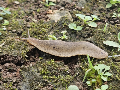 Cuban Leaf Slug