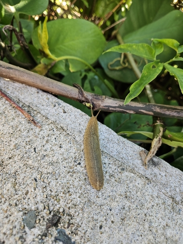 Cuban Leaf Slug