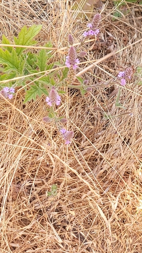 iNaturalist observation photo of vervains