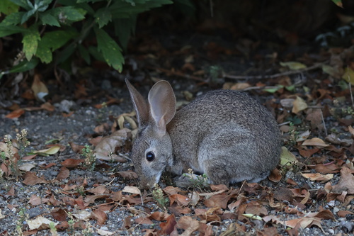 iNaturalist observation photo of Brush Rabbit