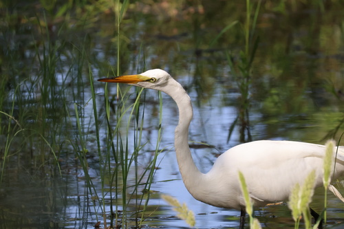iNaturalist observation photo of Great Egret
