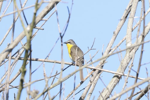 iNaturalist observation photo of Yellow-breasted Chat