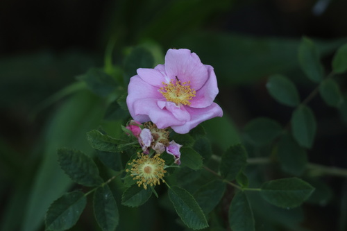 iNaturalist observation photo of California Wild Rose