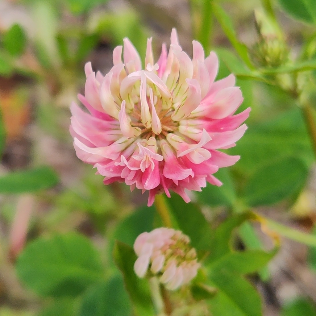 Alsike clover (Trifolium hybridum) · iNaturalist