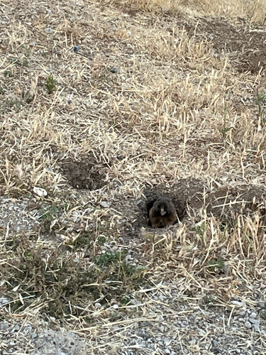 iNaturalist observation photo of Botta's Pocket Gopher