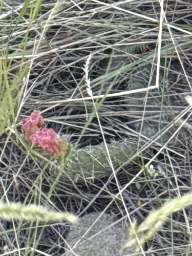 iNaturalist observation 2025-06-25