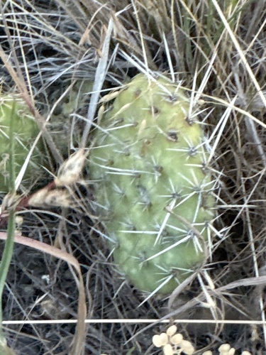 iNaturalist observation 2025-06-25