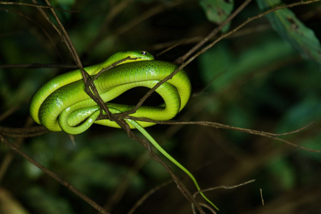 Chinese Green Snake from 中国广东省深圳市罗湖区 on June 3, 2017 at 09:00 PM by ...