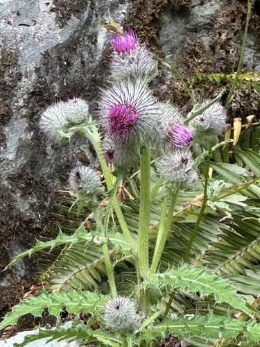 Cirsium edule