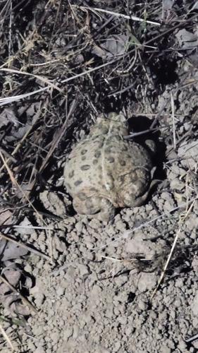iNaturalist observation photo of Western Toad