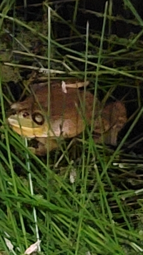 iNaturalist observation photo of American Bullfrog