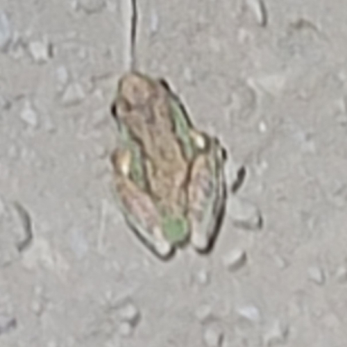 iNaturalist observation photo of Pacific chorus frog