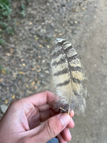 iNaturalist observation photo of Great Horned Owl