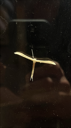 iNaturalist observation photo of Oidaematophorini