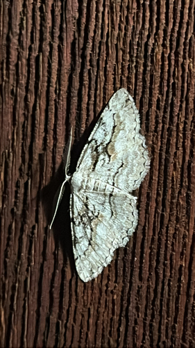 iNaturalist observation photo of Pterotaea