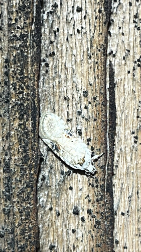 iNaturalist observation photo of Poison hemlock moth