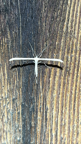 iNaturalist observation photo of Morning-glory Plume Moth